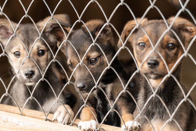 Importanța ventilației corecte în adăposturile pentru animale