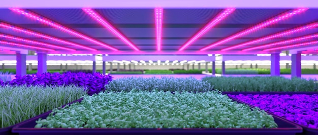Soluții de iluminat eficient pentru spațiile agricole și zootehnice