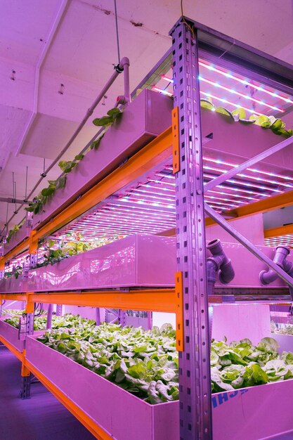 Iluminatul LED în ferme – reducerea costurilor și îmbunătățirea productivității